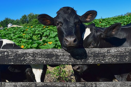 Veille  La Confédération Paysanne de Haute-Savoie soutient le collectif qui lutte pour la préservation des terres agricoles de Borly à Cranves-Sales