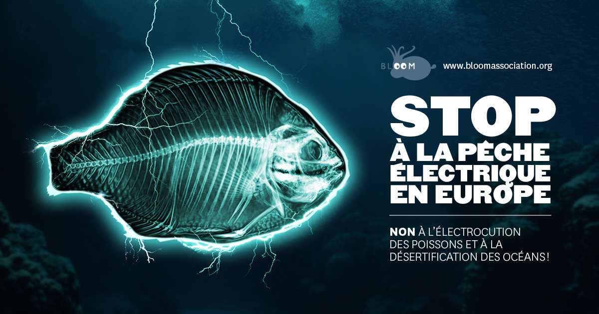 Veille  Faire interdire l’électrocution des poissons !