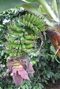 Veille  Stop à l’empoisonnement des habitants de Martinique et de Guadeloupe