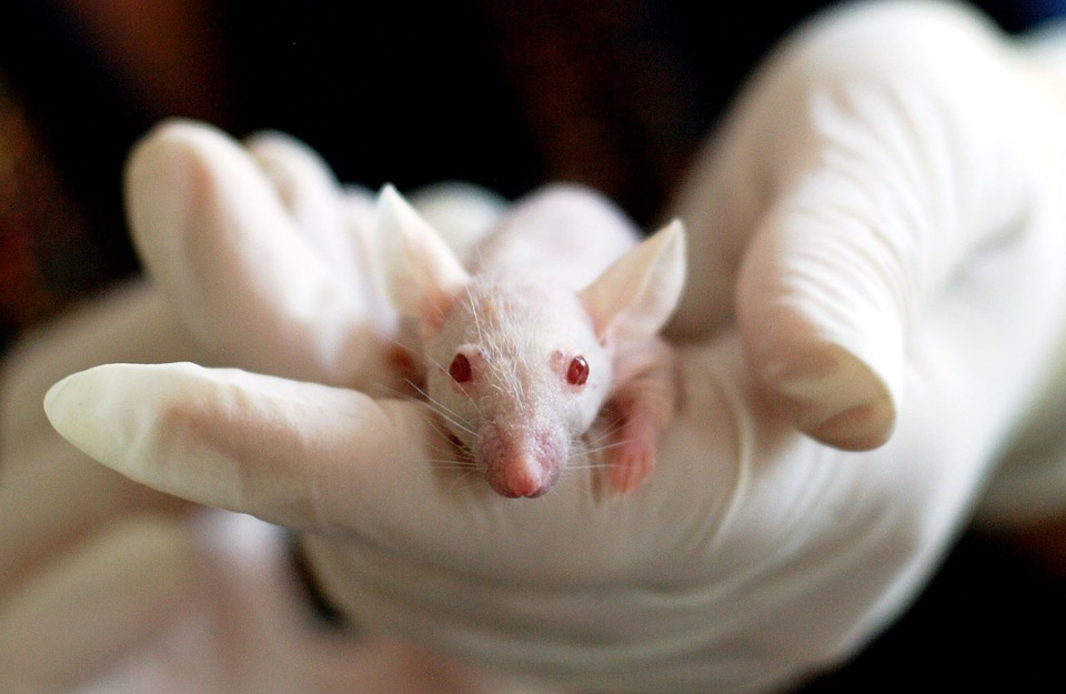 Veille  Expérimentations animales : un long chemin vers les alternatives