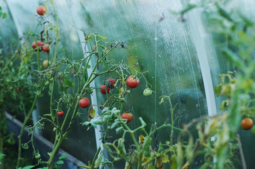 D’où proviennent les tomates que nous mangeons en hiver…