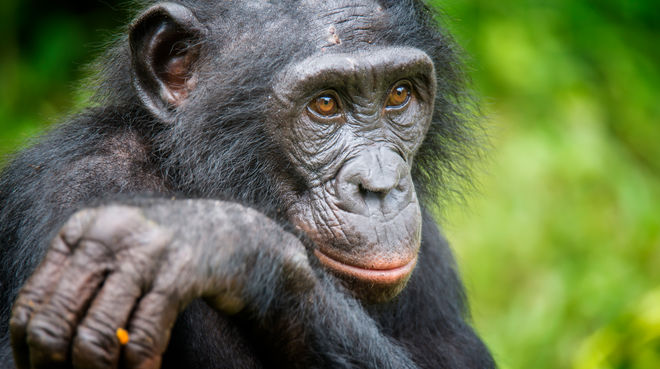 Veille  Non au sacrifice des primates pour le pétrole !