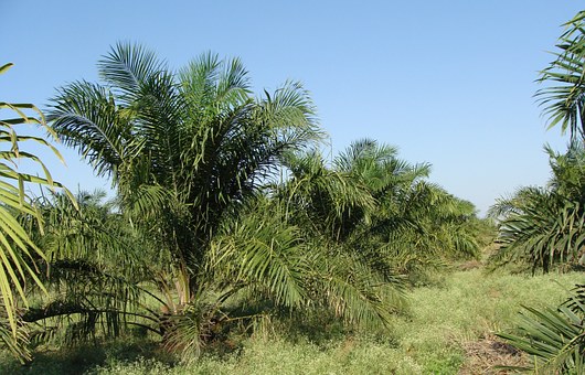 Veille L’huile de palme « durable » n’existe pas