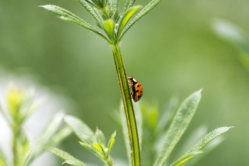 L’agroécologie peut nourrir l’Europe en 2050