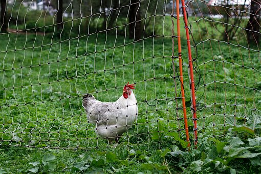 Initiation à la permaculture