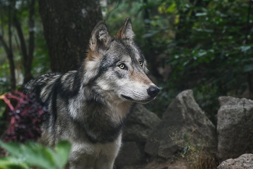 Veille  Le printemps 2019 sera-t-il l’automne du loup ?