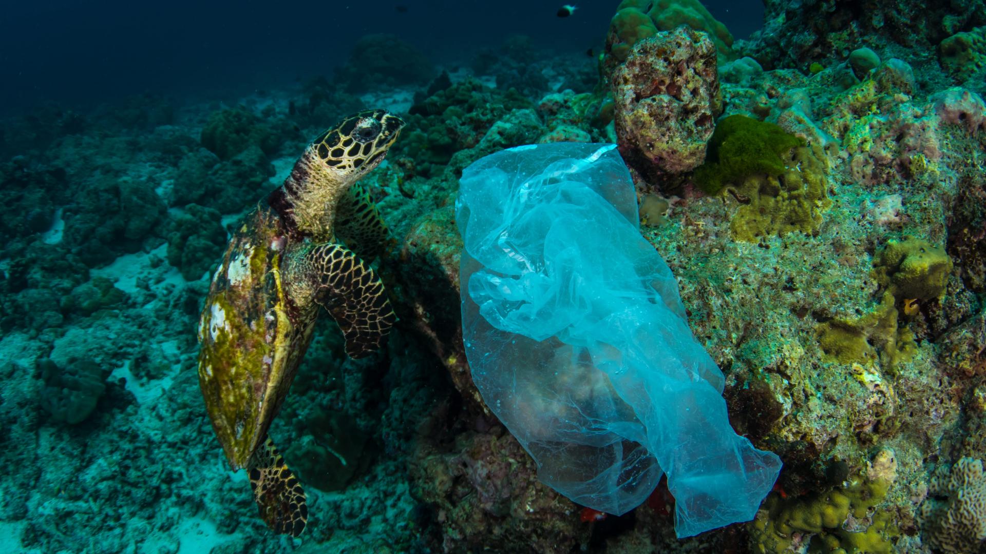 Veille  Sauvons la nature de la pollution plastique