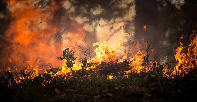 Veille  Les intérêts économiques derrière la destruction de l’Amazonie