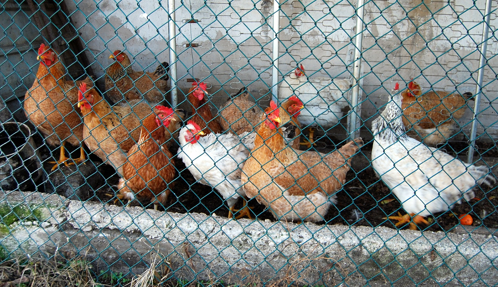 Veille  Cages ou pas cages ?