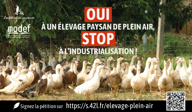 Veille  pour l’élevage de volailles en plein air toute l’année