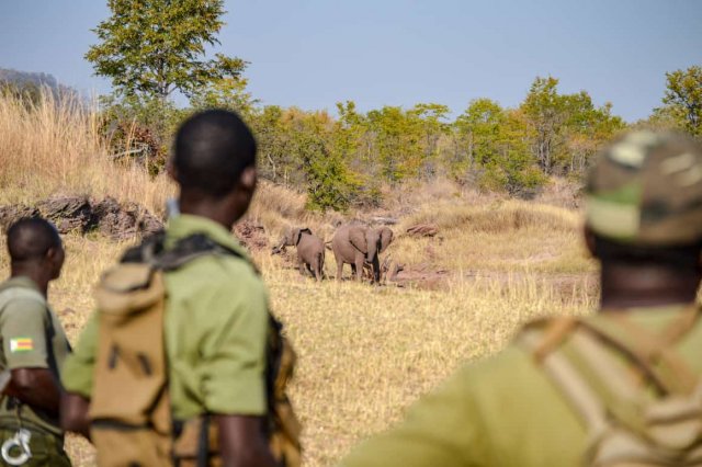Veille   Les racines coloniales de la protection de la nature