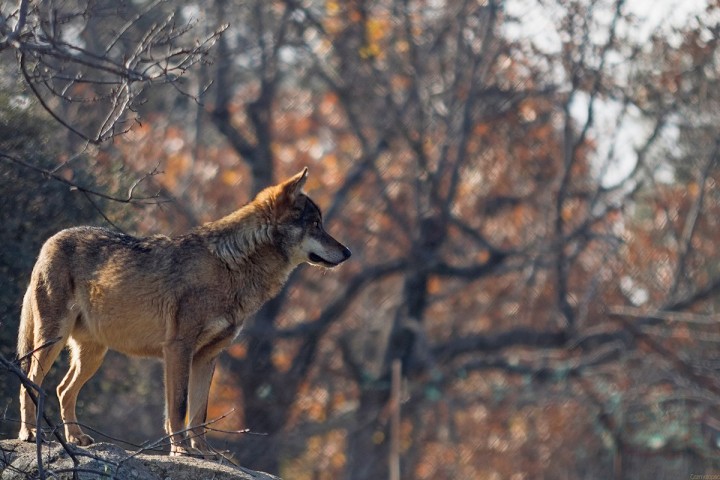 Veille   Quand les bergers sont aidés, le loup est accepté