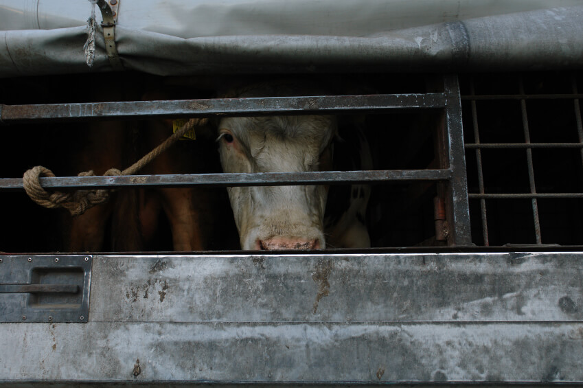 Veille    Stop aux exportations d’animaux vivants