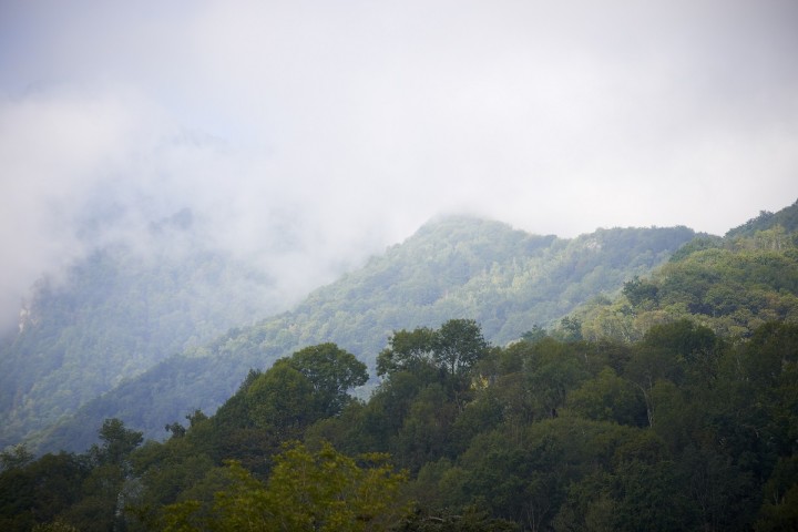 Veille     Office national des forêts : la privatisation avance